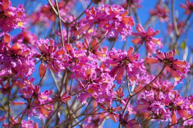 Tabebuia Heterophylla 'nın güzel pembe çiçekli ağacı kümeleri