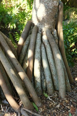 Screwpine ağacının uzun ve büyük kökleri aslen Madagaskar 'dan.