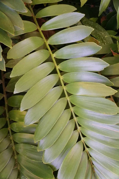 Light green and silver color leaves of Spindle Palm plant