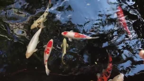 Slow Motion Video Variety Colors Sizes Koi Fish Pond — Stock Video