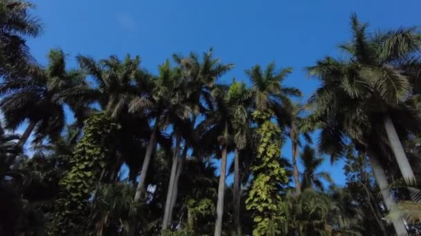 Beautiful Tropical Garden Tall Palm Trees Filmed 60Fps — Stock Video