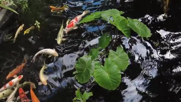 Slow Motion Mixed Colors Shapes Koi Fish Pond — Stock Video