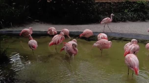 Flock Pink Caribbean Flamingos Pond Filmed 60Fps — Stock Video