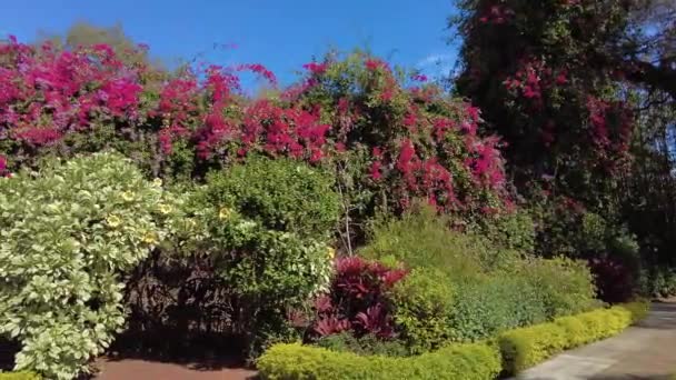 Beautiful Spread Clusters Pink Bougainvillea Flowers Chalice Plants Garden Petersburg — Stock Video