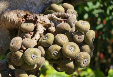Roxburgh incir meyvesi kümesine yakın.
