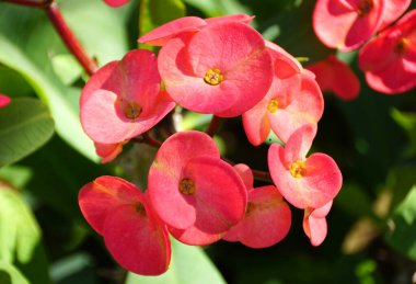 Bilimsel adı Eurphorbia Milii olan dikenli tacın pembe çiçekleri.