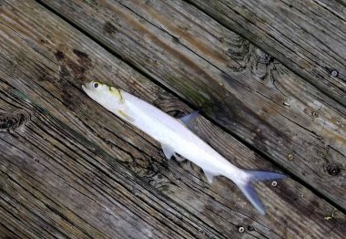 Tahta güvertenin tepesinde Bayan Fish 'in gümüş rengi.