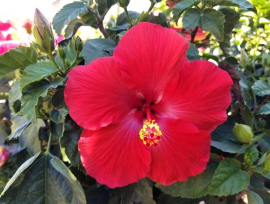 Sarı çiçekli parlak kırmızı bir amber çiçeği.