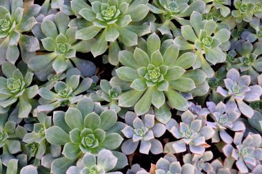 Aslen Kanarya Adaları 'ndan, Stonecrop ailesinden Aeonium bitkileri.