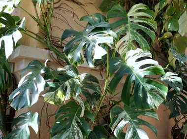 Çok güzel beyaz ve yeşil renkleri olan farklı bir Monstera Deliciosa ağacı.