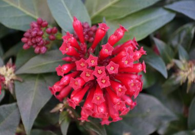 Kızıl Cestrum Newellii çiçeklerinin güzel kümesini kapatın.