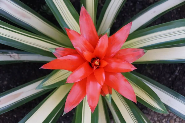 Green, white and bright red colors of Guzmania George plant