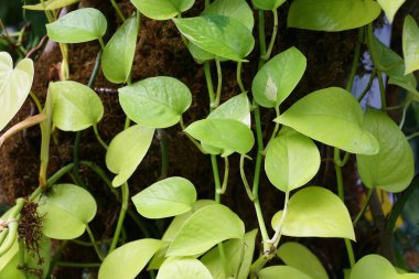 Parlak renkli yaprakları olan neon pothos bitkisi vahşileşiyor.