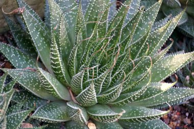 Lace Aloe bitkileri, aslen Güney Afrika çölünden.