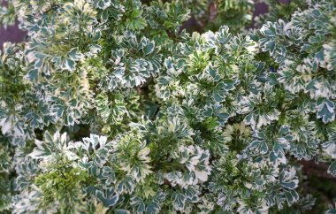 Yeşil yapraklı Spike-Moss 'Frosty' bilimsel adı Selaginella martensii