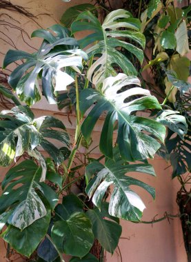 Dünyanın en pahalı tropikal bitkilerinden biri olan Monstera Deliciosa Variegated 'ın büyük bir bitkisi