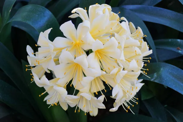 Güzel sarı küme Clivia tropikal çiçekleri