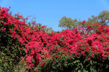 Güzel pembe bougainvillea çiçekleri tomurcuklanıyor.