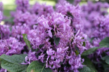 Kurdele Çalılığı 'nın güzel mor çiçeklerine yaklaş
