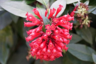 Kızıl Cestrum Newellii çiçeklerinin güzel kümesini kapatın.