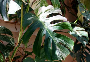 Değişik bir Monstera Albo Borsigiana bitkisinin büyük bir yaprağını kapat