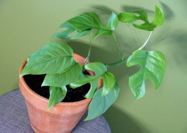Genç bir Rhaphidophora Testrasperma bitkisi, Mini Monstera olarak da bilinir.