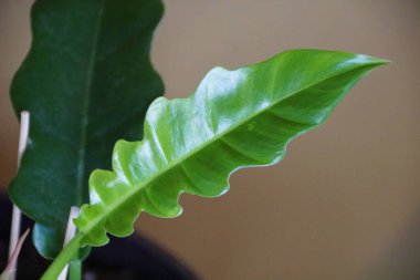 Philodendron 'un genç bir yaprağı Dar Kaplan Dişi