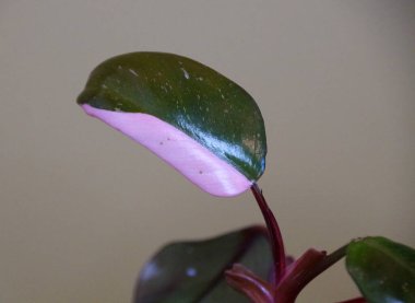 Philodendron 'un güzel pembe ve koyu yeşil yaprağı Pembe Prenses tropikal bitkinin