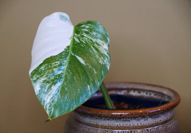 Seramik bir çömleğin içinde çeşitli bir Monstera Albo Borsigiana bitkisi.