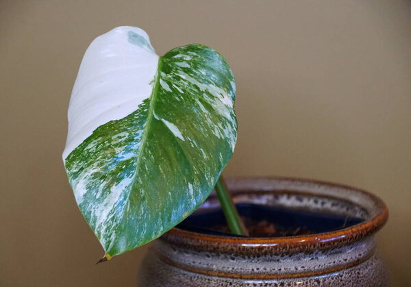 A baby plant of a variegated Monstera Albo Borsigiana inside a ceramic pot