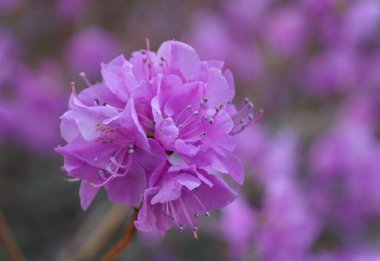 Kore Rododendronu 'nun açık mor çiçeği, baharın başlarında çiçek açıyor.