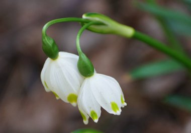 Kar damlalarının küçük beyaz çiçekleri, ilkbaharın başlarında çiçek açarak başlarını sallıyorlar.