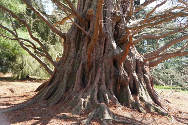 Écorce Unique Séquoia Aube Également Connu Sous Nom Metasequoia — Photo