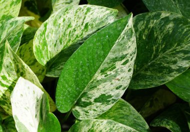 Snow Pothos bitkisinin yarım ay yaprağını kapat.