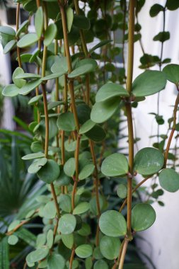 Peperomia 'Umut' bitkilerinin yeşil yaprakları