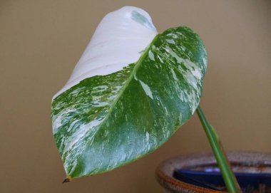 Seramik bir çömleğin içinde çeşitli bir Monstera Albo Borsigiana bitkisi.