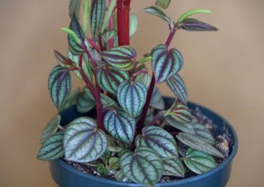 Tavuskuşu Peperomia Picolo Banda bitkilerinin yeşil dik yaprakları