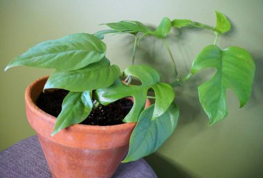 Rhaphidophora Testrasperma bitkisi, Mini ya da Ginny Monstera olarak da bilinir.