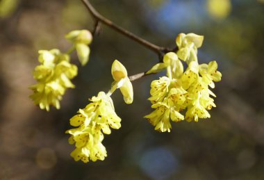 Melez Cadı-Hazel ağacının sarı çiçeklerini kapatın, bilimsel adı Hamamelis Intermedia