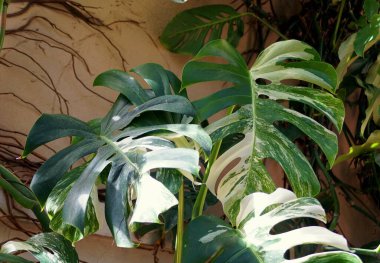 A fully grown variegated Monstera Albo Deliciosa tropical plant clipart