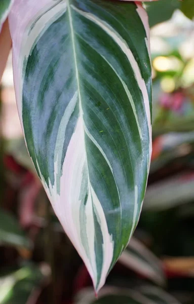 Feuille Blanche Verte Stromanthe Sanguinea Triostar Une Plante Tropicale — Photo