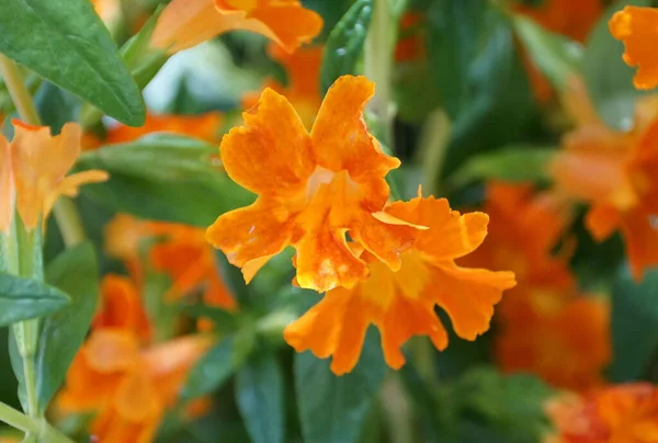 젤리빈 오렌지 색깔을 클로즈업 — 스톡 사진