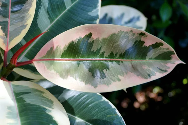 Feuille Blanche Verte Rubis Tineke — Photo