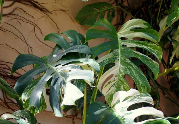 Una Pianta Tropicale Monstera Albo Deliciosa Completamente Coltivata Variegata — Foto Stock