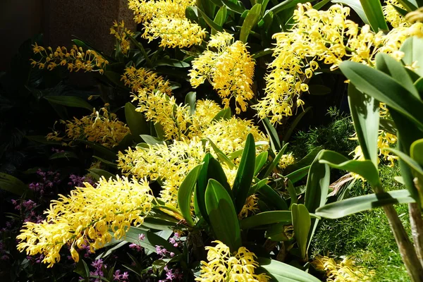 東オーストラリア産の小さな黄色のデンドロビウム スペシオサム ランの花の群生 — ストック写真