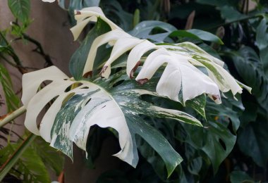 Tamamen gelişmiş bir Monstera Albo Deliciosa tropikal bitkisi.