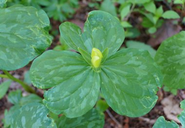 Büyük yeşil yapraklı Sarı Kurbağa Trillium fabrikasını kapatın.