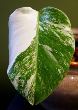 Monstera Albo Borsigiana 'nın değişik bir yaprağını kapat.