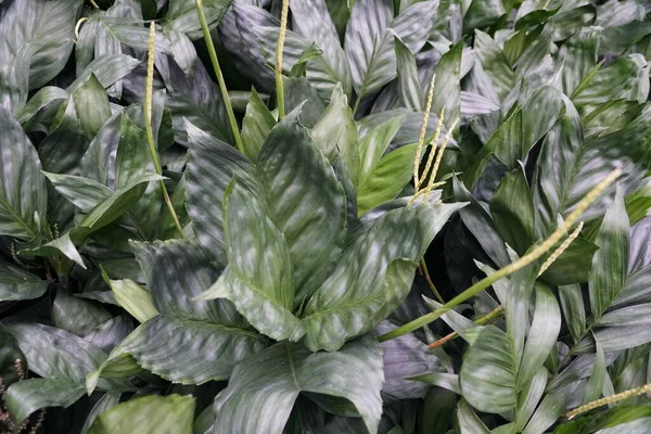 Les Feuilles Argentées Vertes Des Palmiers Chamaedorea — Photo