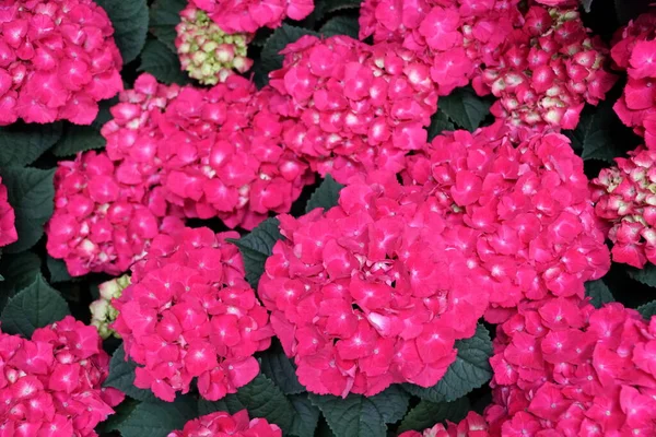 Lindas Flores Hortênsia Rosa Plena Floração — Fotografia de Stock